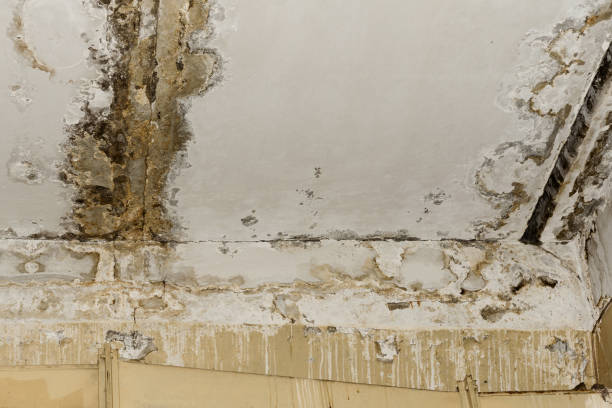 Best Black Mold Removal  in Billings, MT