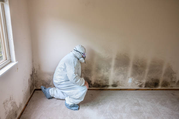 Best Mold Removal for HVAC Installations  in Billings, MT